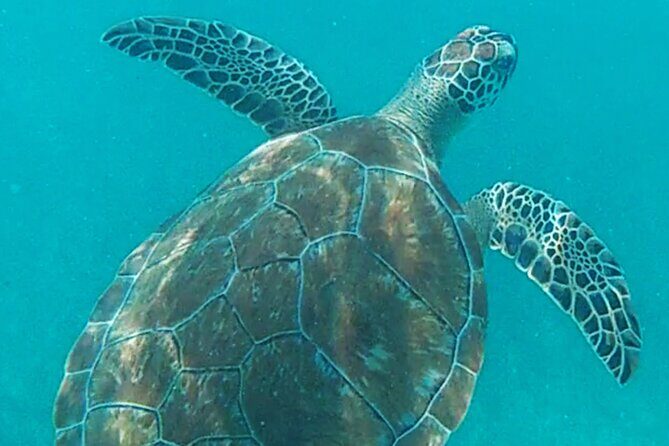 1.5 hours Snorkeling at Tulum's paradise reef - Price and the extra fees you should budget for
