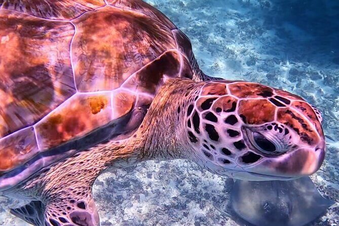 1.5 hours Snorkeling at Tulum's paradise reef - Meeting point, getting to the beach, and what the start time really means