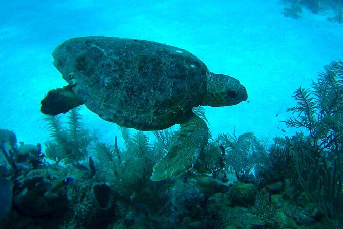1 Tank Dive for certified divers - Instructor support: what safe guidance looks like here
