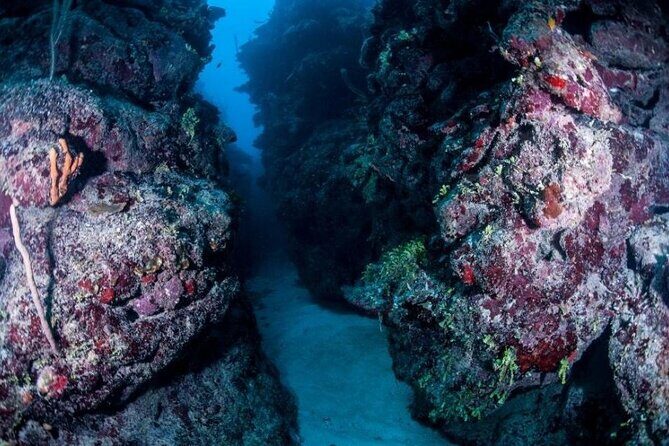 1 Tank Dive for certified divers - Price and what $65 USD really covers (and what it doesn’t)