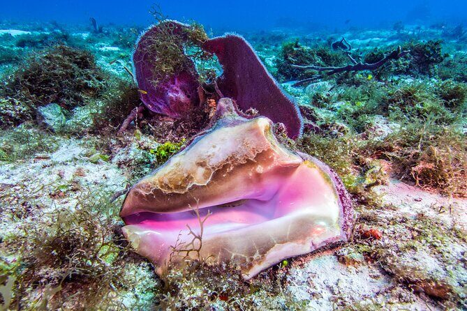2 dives in Cozumel (for certified divers only) - Who this is best for (and who should reconsider)