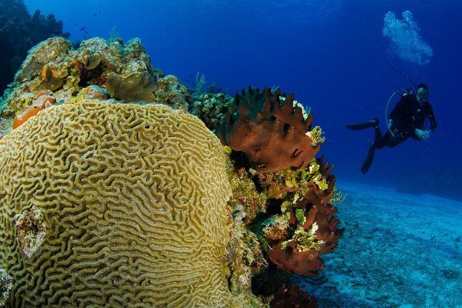 2 dives in Cozumel (for certified divers only) - The day’s flow: from check-in to two underwater sessions