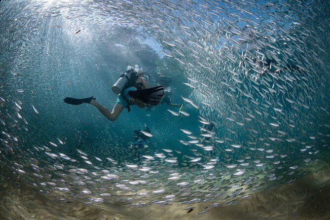 2 Dives in the Cabo Marine Park - Small-Group Control: What It Changes for Your Experience