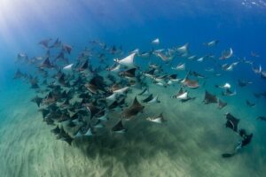 2 Dives in the Cabo Marine Park - The Marine Park Stops That Make This Worth It