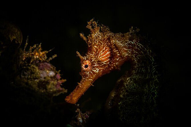 2 Dives in the Cabo Marine Park - Safety, Gear, and What You Should Bring