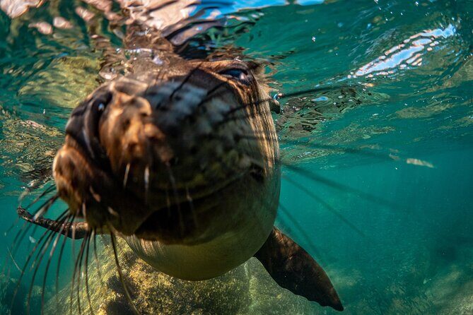 2 Dives in the Cabo Marine Park - Food on the Boat and the Sustainability Bonus