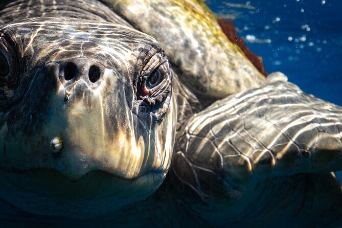 2 Dives in the Cabo Marine Park - Price and Value: Is $135 Fair for What You Get?