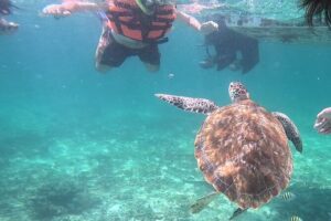 2-Hour Snorkeling in Two Spots of Tulum's Reef - Snorkel Spot One: Boat Views First, Then Turtle Water