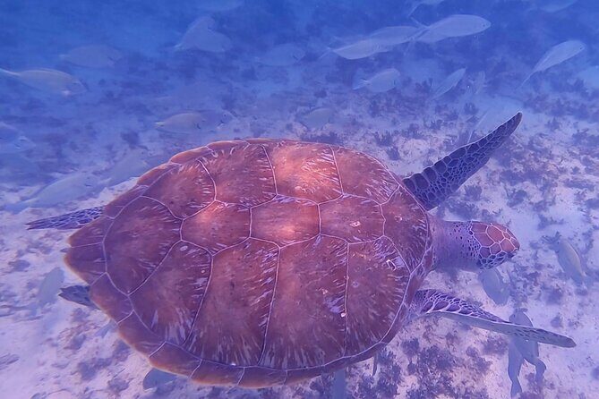 2-Hour Snorkeling in Two Spots of Tulum's Reef - Guides, Safety, and Comfort: What You Can Expect from the Crew