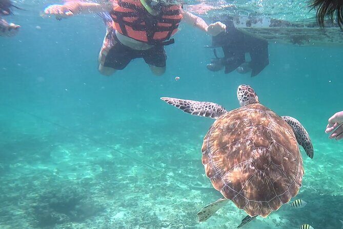 2-Hour Snorkeling in Two Spots of Tulum's Reef - Snorkel Spot One: Boat Views First, Then Turtle Water