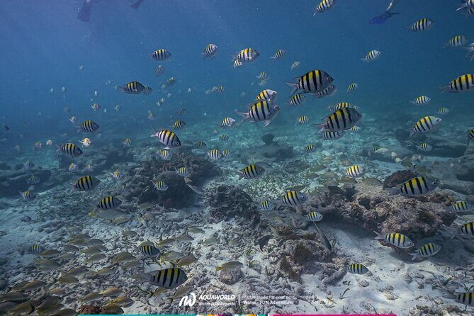 2-Hour Snorkeling Paradise Reef in Cancún Underwater Museum - Punta Nizuc and MUSA: the real combo you came for