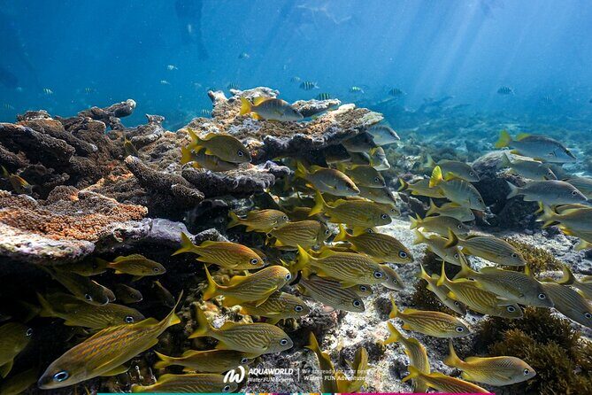 2-Hour Snorkeling Paradise Reef in Cancún Underwater Museum - Who should book this snorkel tour (and who should reconsider)