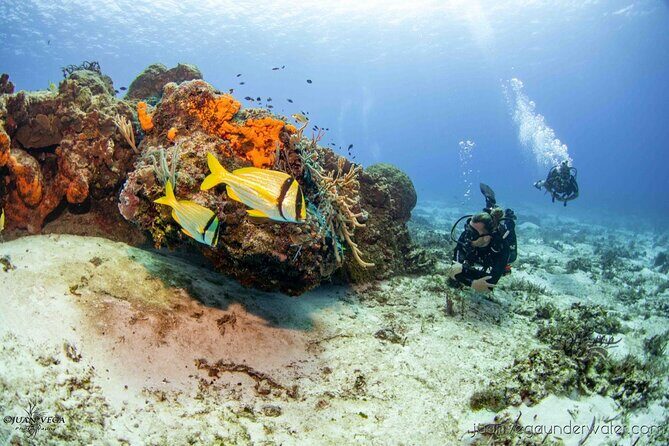 2 Tank Cozumel Reef Boat Dives - A Small-Group Reef Boat Plan That Stays Organized