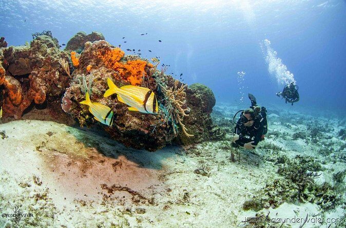 2 Tank Cozumel Reef Boat Dives - Tank 1 to Palancar: What Guides Aim to Deliver