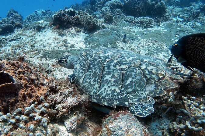 2 Tank Cozumel Reef Boat Dives - Tank 2 at a Different Reef Site (and Why That Matters)