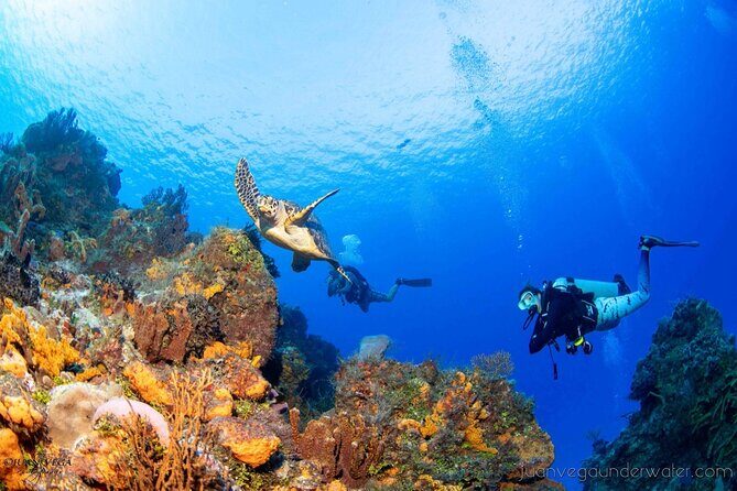 2 Tank Cozumel Reef Boat Dives - Night and Twilight Options If You Want Something Different