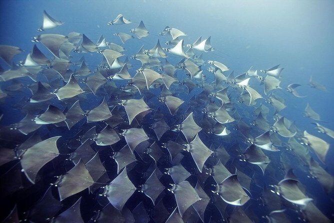2 Tank Dive - Certified Divers (Santa Maria Bay & Chileno Bay) - Key Highlights You’ll Actually Care About