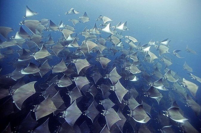 2 Tank Dive - Certified Divers (Santa Maria Bay & Chileno Bay) - Price and Value: $140 for Two Guided Sessions
