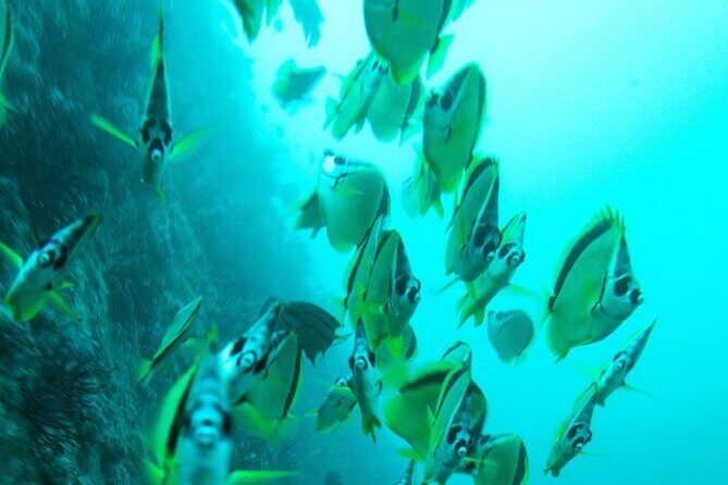 2 Tank Dive - Certified Divers (Santa Maria Bay & Chileno Bay) - What’s Included vs. What You Should Plan For