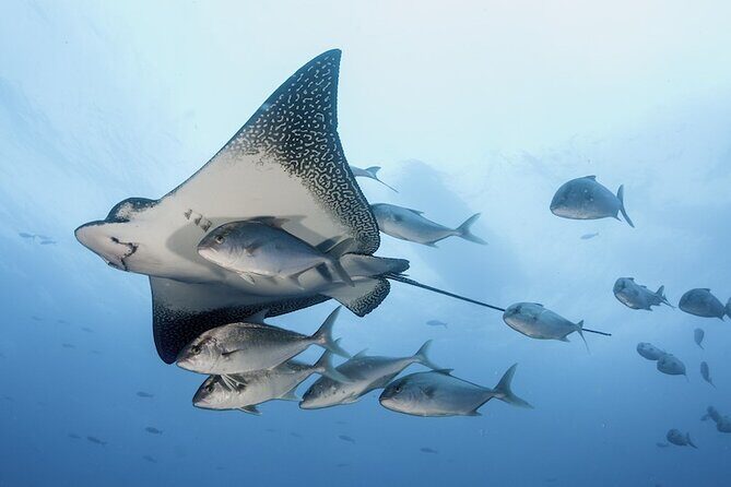 2 Tank Dive - Certified Divers (Santa Maria Bay & Chileno Bay) - Santa Maria Bay and Chileno Bay: What You’re Likely to See