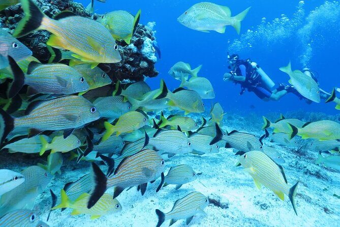 2 Tank Dive (for certified divers) - What’s included vs what costs extra (and how to budget)
