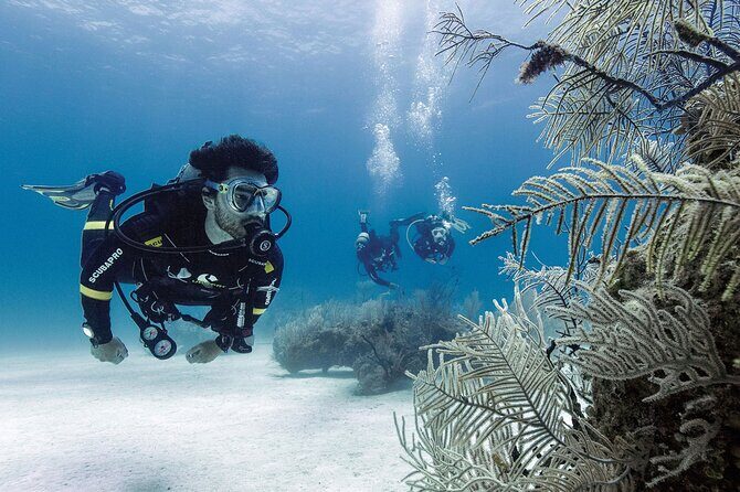 2 Tank Dive (for certified divers) - Who guides you matters: Cesar, Lucas, Antonio, and Charlie
