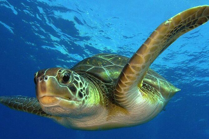2 Tank Dive (for certified divers) - Boat time and cruise-day logistics that actually help
