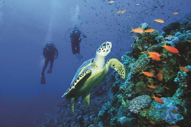 2 Tank Dive in Cozumel - Why Cozumel’s reefs work so well for a two-tank scuba day