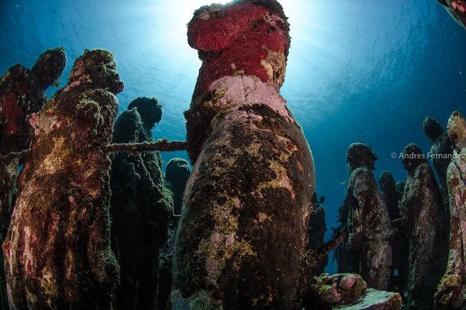 2 Tank Dives MUSA and Manchones reef (Certified divers) - Your kit is handled: tanks, weights, and comfort basics