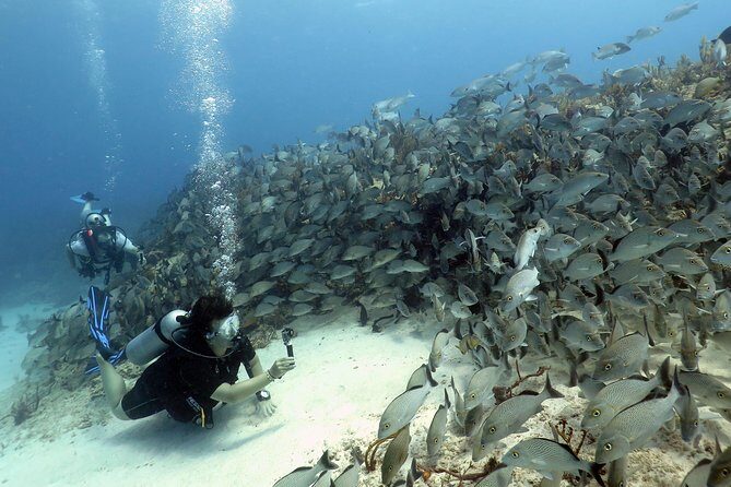 2-Tank Morning or Afternoon Dives in Playa del Carmen certified Divers Only - Two Tanks, Two Reef Stops From Playa del Carmen