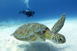 2-Tank Morning or Afternoon Dives in Playa del Carmen certified Divers Only - Morning (8:00–12:00): Best for Active, Certified Divers