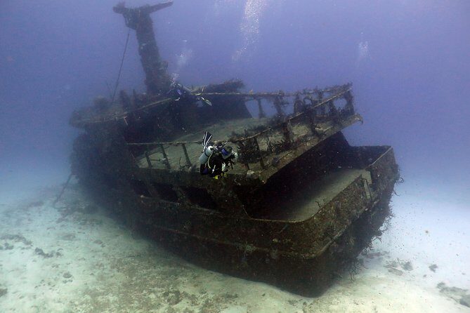 2-Tank Morning or Afternoon Dives in Playa del Carmen certified Divers Only - Marine Life: What You Can Hope to See