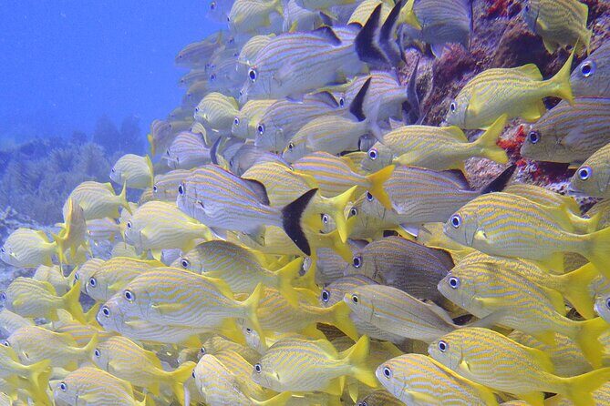 2 Tank Reef Dive in Mexico - Reef Spot #1: Short Boat Hop, Backroll Entry, and Planned Underwater Time