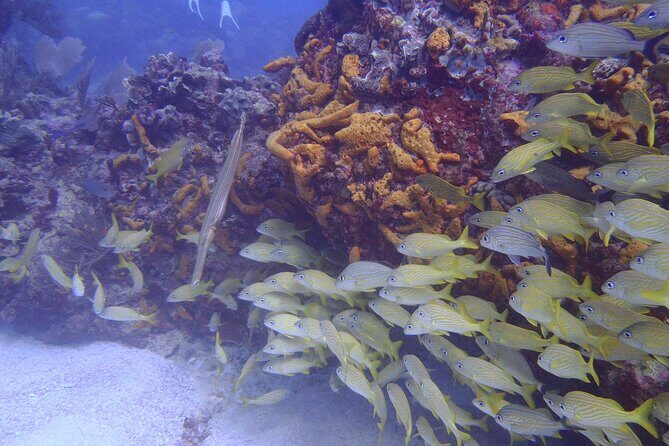 2 Tank Reef Dive in Mexico - What $149 Buys You: Real-World Value Breakdown