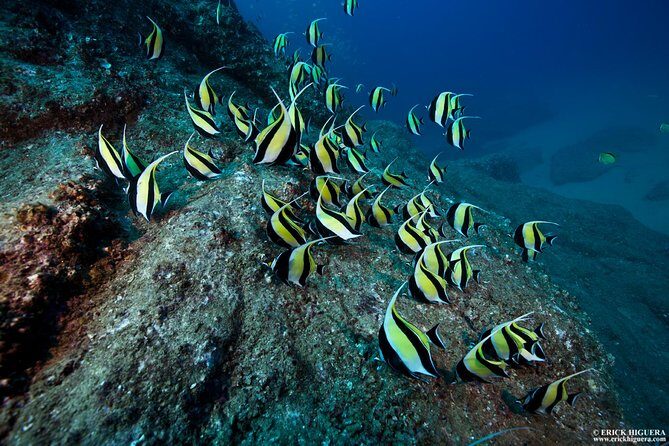 2-Tank Scuba Dive in Cabo San Lucas Reserve for Certified Divers - Sea of Cortez, 2 Tanks, and the Bay That Does the Work