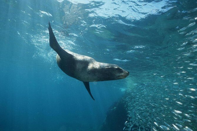 2-Tank Scuba Dive in Cabo San Lucas Reserve for Certified Divers - Meet at Manta: gear, staff rhythm, and what to expect on arrival
