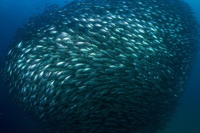2-Tank Scuba Dive in Cabo San Lucas Reserve for Certified Divers - Tank 2: when small groups and guide skill really pay off