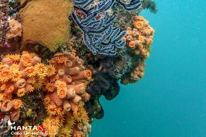 2-Tank Scuba Dive in Cabo San Lucas Reserve for Certified Divers - Price and logistics: does $138 feel like good value?