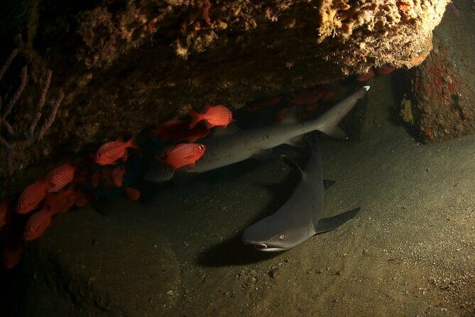 2-Tank Scuba Dive in Cabo San Lucas Reserve for Certified Divers - Who should book this (and who might want another option)?