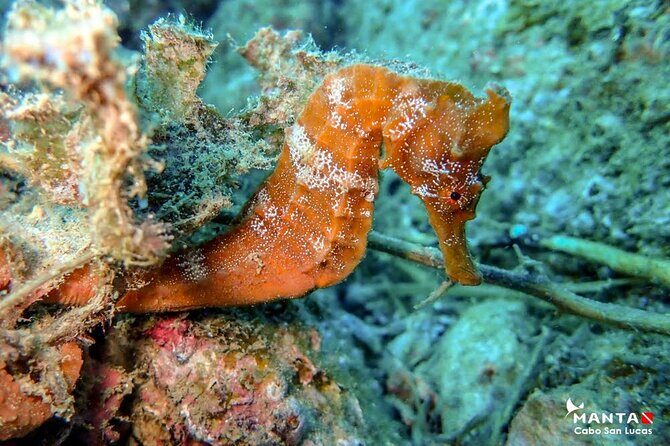 2-Tank Scuba Dive in Cabo San Lucas Reserve for Certified Divers - FAQ