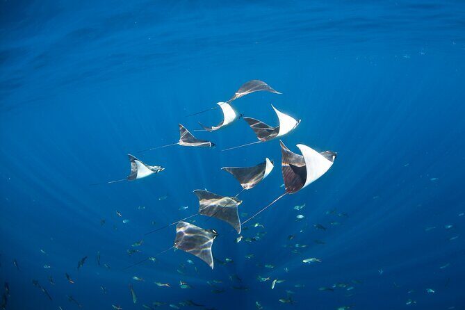 2-Tank Scuba in Marine Reserve and Corridor for Certified Divers - Cabo San Lucas scuba that stays organized from start to finish