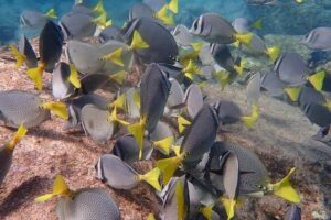 2-Tank Scuba in Marine Reserve and Corridor for Certified Divers - The early start and how the day actually flows