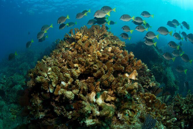 2-Tank Scuba in Marine Reserve and Corridor for Certified Divers - Tanks, weights, and the $40 gear rental detail you should plan for