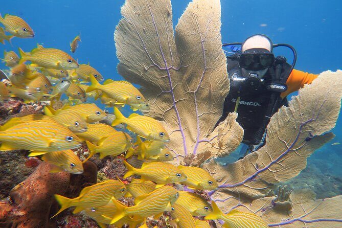 2 Tanks Dives Cancun Underwater Museum for Certified Divers - Meeting point: Hotel Sotavento Cancun and the no-pickup reality