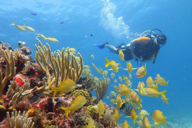 2 Tanks Dives Cancun Underwater Museum for Certified Divers - Tank 2 at Manchones Reef: more natural life at ~10 m