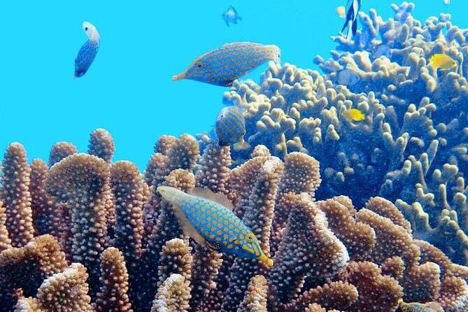 2x1 Tour: Isla Contoy, Isla Mujeres, Open Bar, Lunch and Transfers - Stop 2: Isla Mujeres free time with a built-in reset