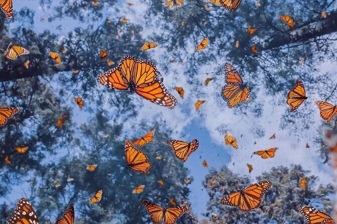 3 day Tour to Discover the Magic of Mexico & Monarch Butterflies - Day 1: Pátzcuaro’s Plaza Vasco de Quiroga, patios, and mural libraries