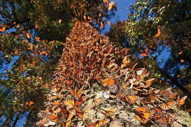 3 day Tour to Discover the Magic of Mexico & Monarch Butterflies - Angangueo: the quick mural stop that connects mining history to monarch impact