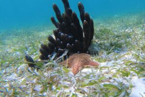 3 Hour Costa Maya Snorkeling Excursion - La Leyenda ECO-TOURS - Getting Started at Malecón 3 (Right by Hotel 40 Cañones)