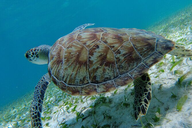 3 Hour Costa Maya Snorkeling Excursion - La Leyenda ECO-TOURS - Two Snorkel Stops Chosen for Weather and Water